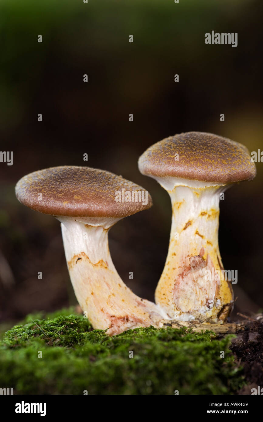 Armillarea mellea honey fungus growing on log therfield woods hertfordshire with nice out of focus background Stock Photo