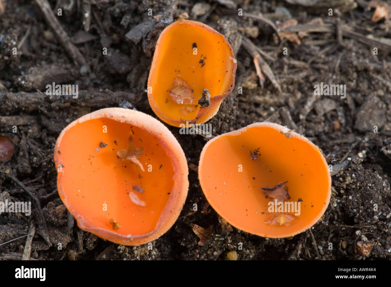 small group of orange peel fungus Aleuria aurantia growing on pine debis the lodge sandy bedfordsire Stock Photo