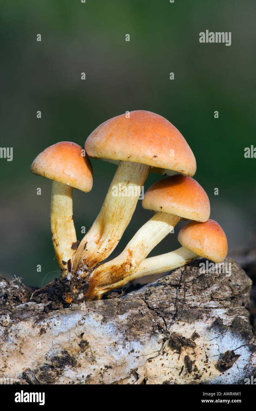 A small group of Sulphur Tuft Hypholoma fasciculare growing on old loge therfield woods royston with out of focus background Stock Photo