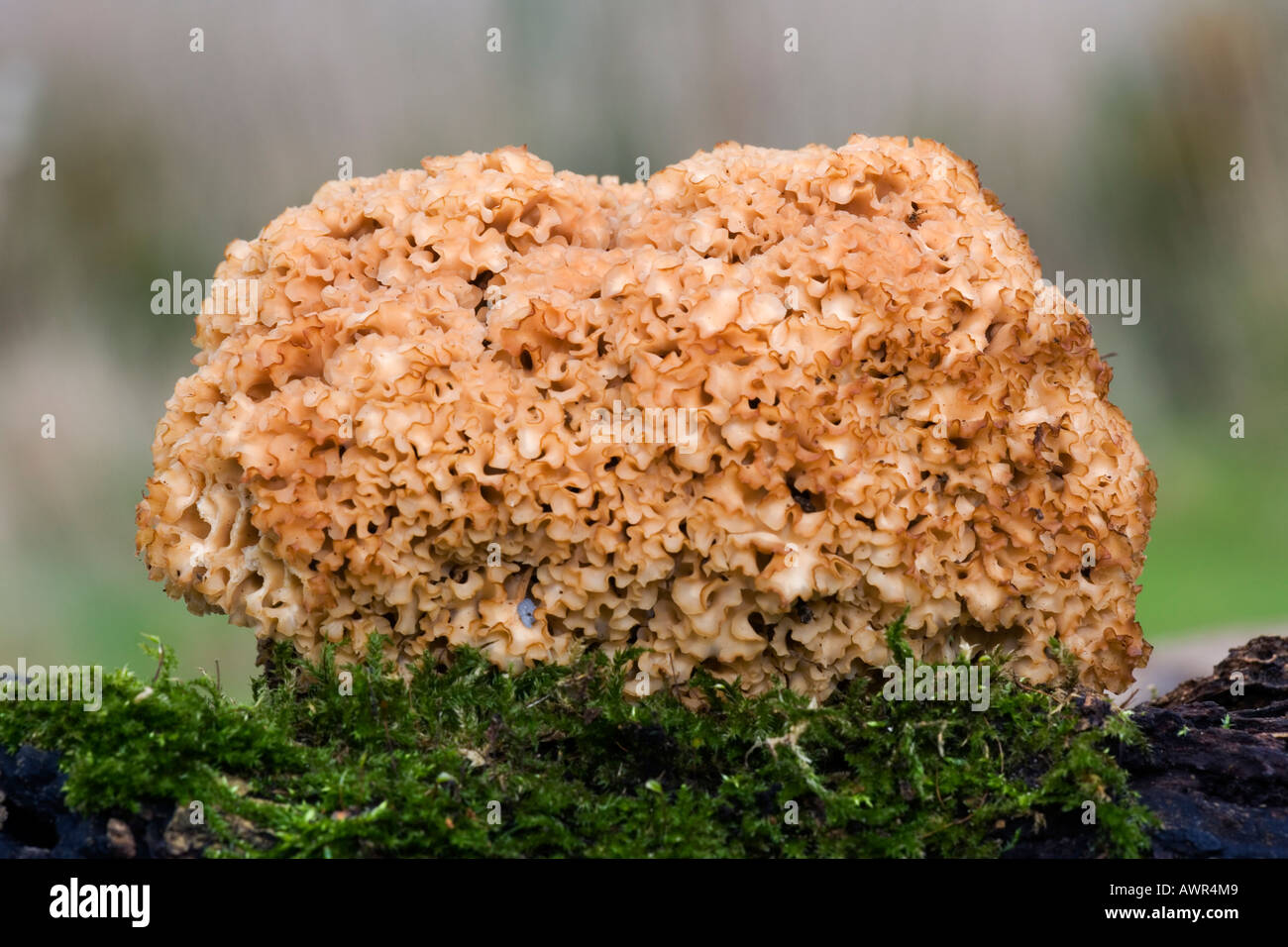 cauliflower fungus sparassis crispa growing on mossy pine stump the lodge sandy bedfordshire with nice out of focus background Stock Photo