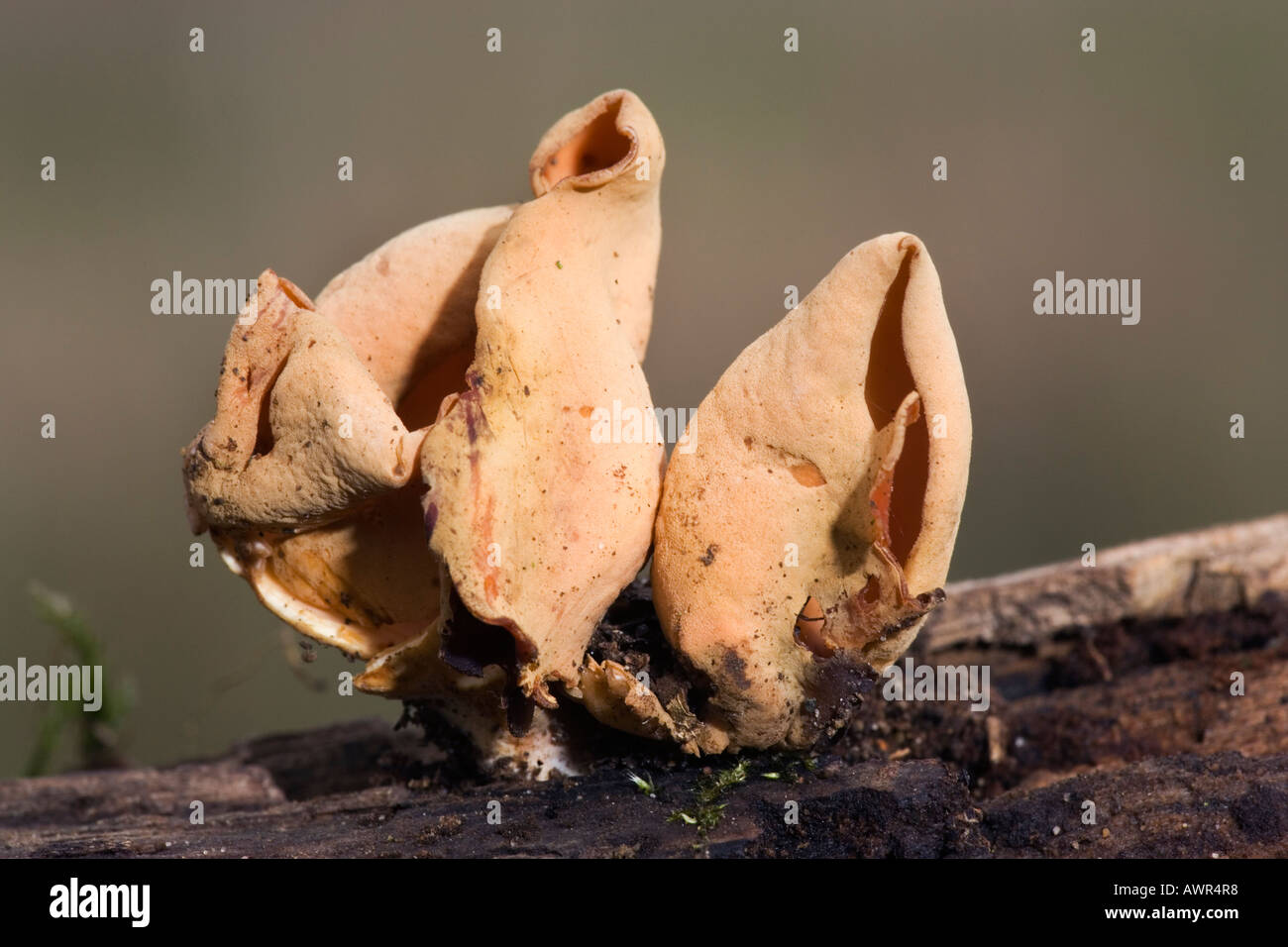 Hares ear fungus Otidea onotica growing on old log the lodge sandy bedfordshire with nice out of focus background Stock Photo
