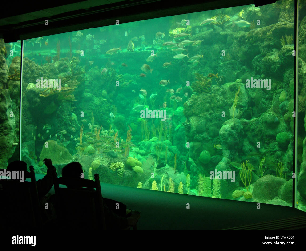 Clearwater marine aquarium florida hires stock photography and images