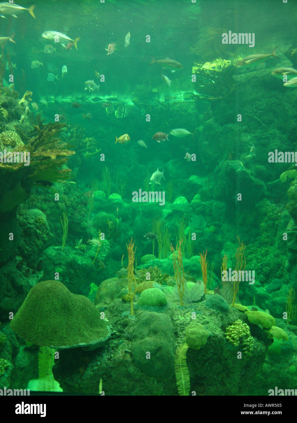 Clearwater marine aquarium florida hires stock photography and images Alamy