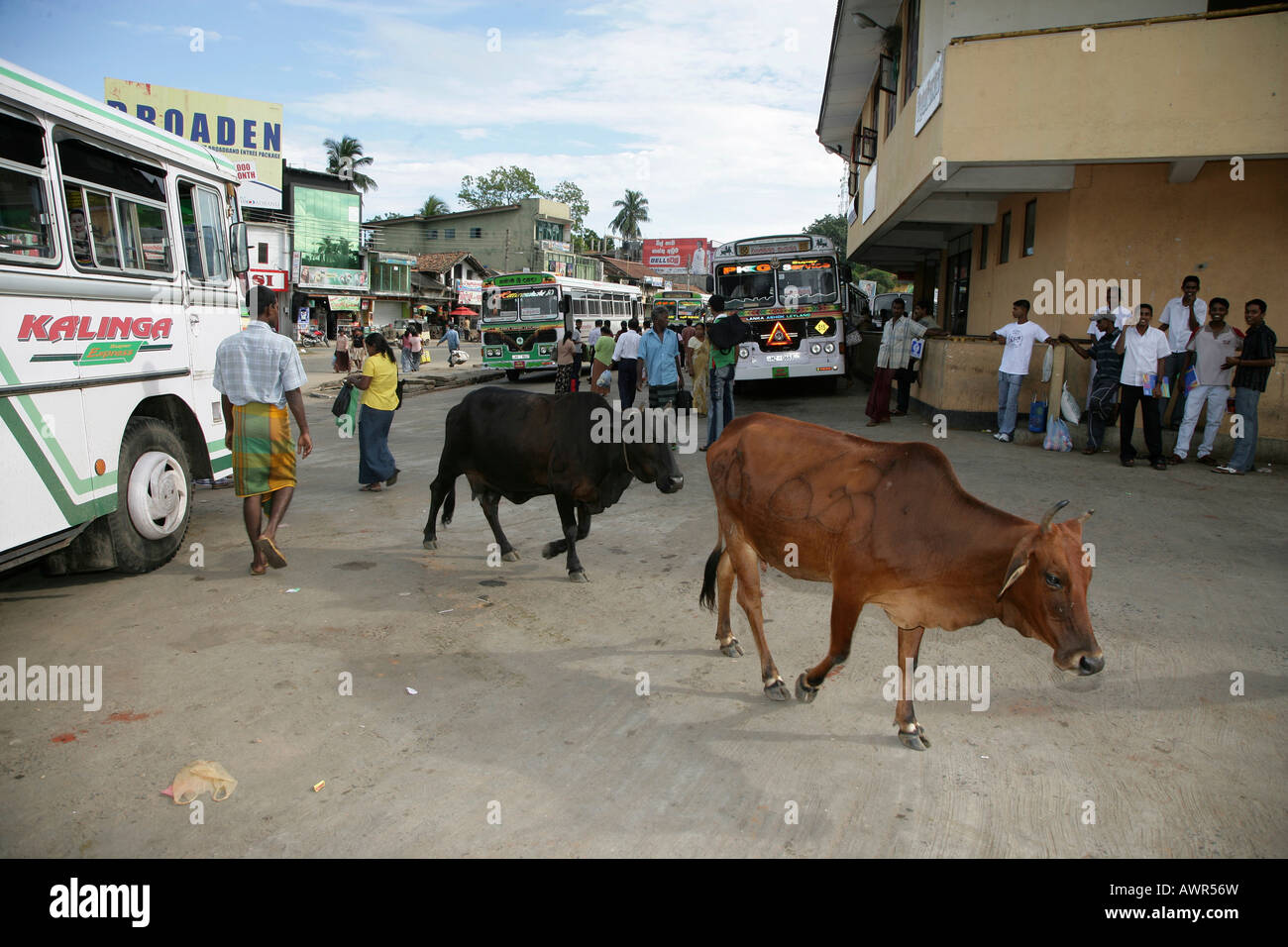 Cows in the streets of Tangalle, Sri Lanka, Asia Stock Photo