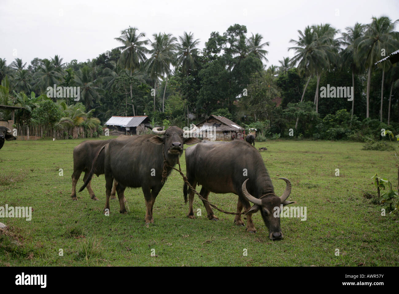 Buffalos on a green in Gampara, Sri Lanka, Asia Stock Photo