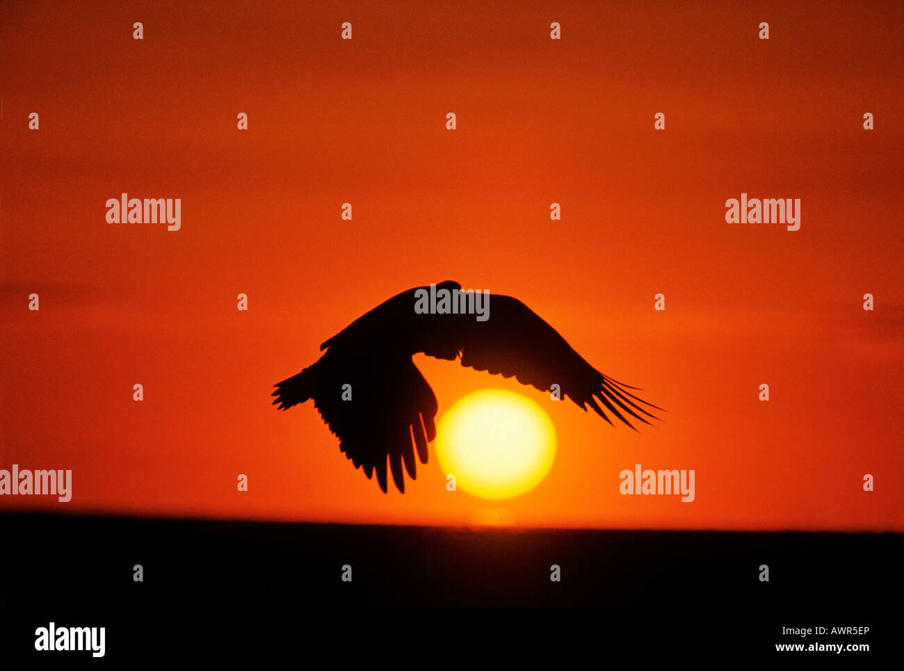 Bald eagle in flight sunset hi-res stock photography and images - Alamy
