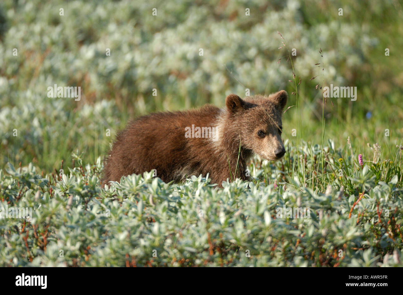 Brown Bear cub (Ursus arctos) ca. half a year old, crossing the tundra, Denali National Park, Alaska, USA Stock Photo
