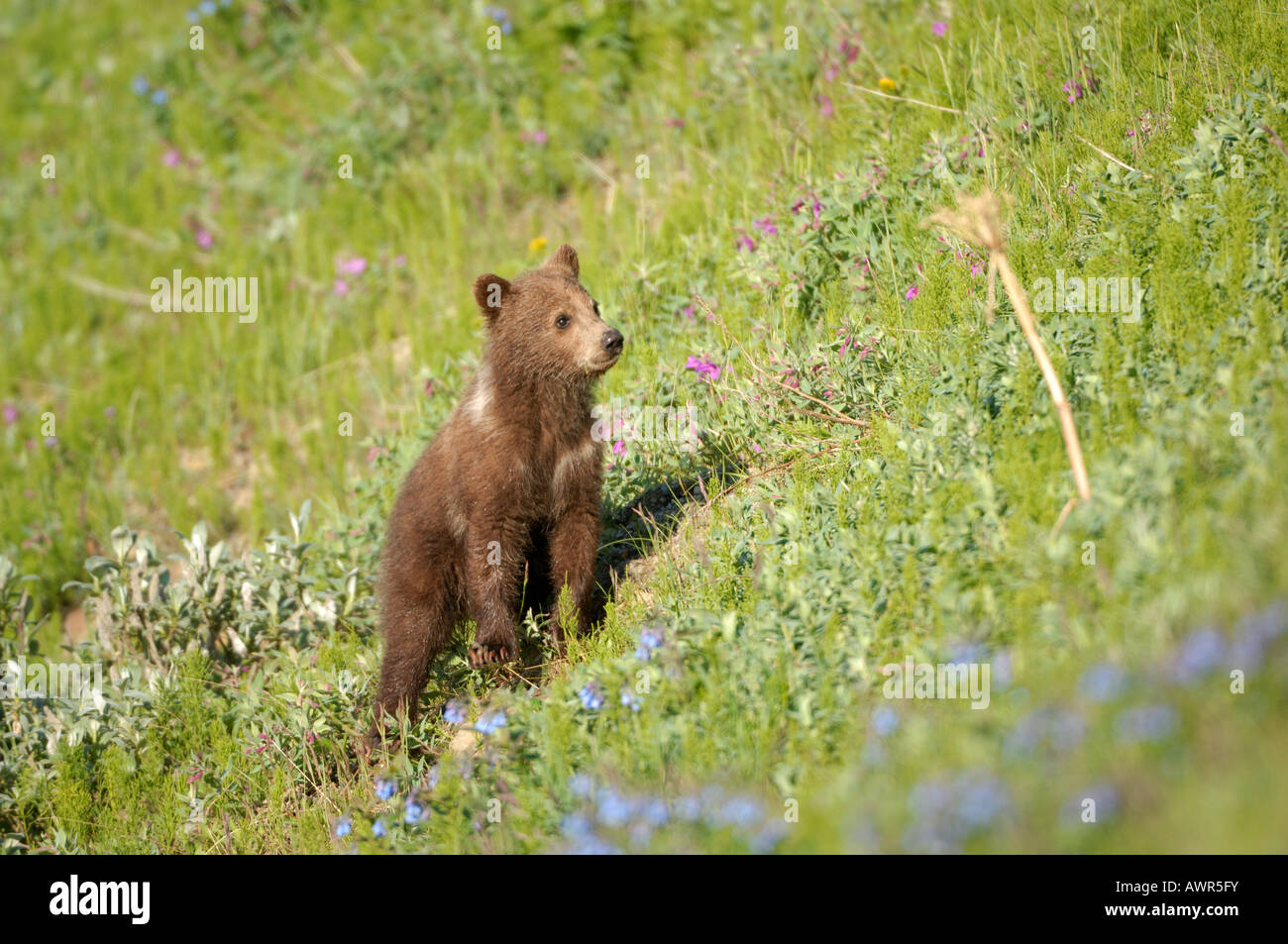 Brown Bear cub (Ursus arctos) ca. half a year old crossing the tundra, Denali National Park, Alaska, USA Stock Photo