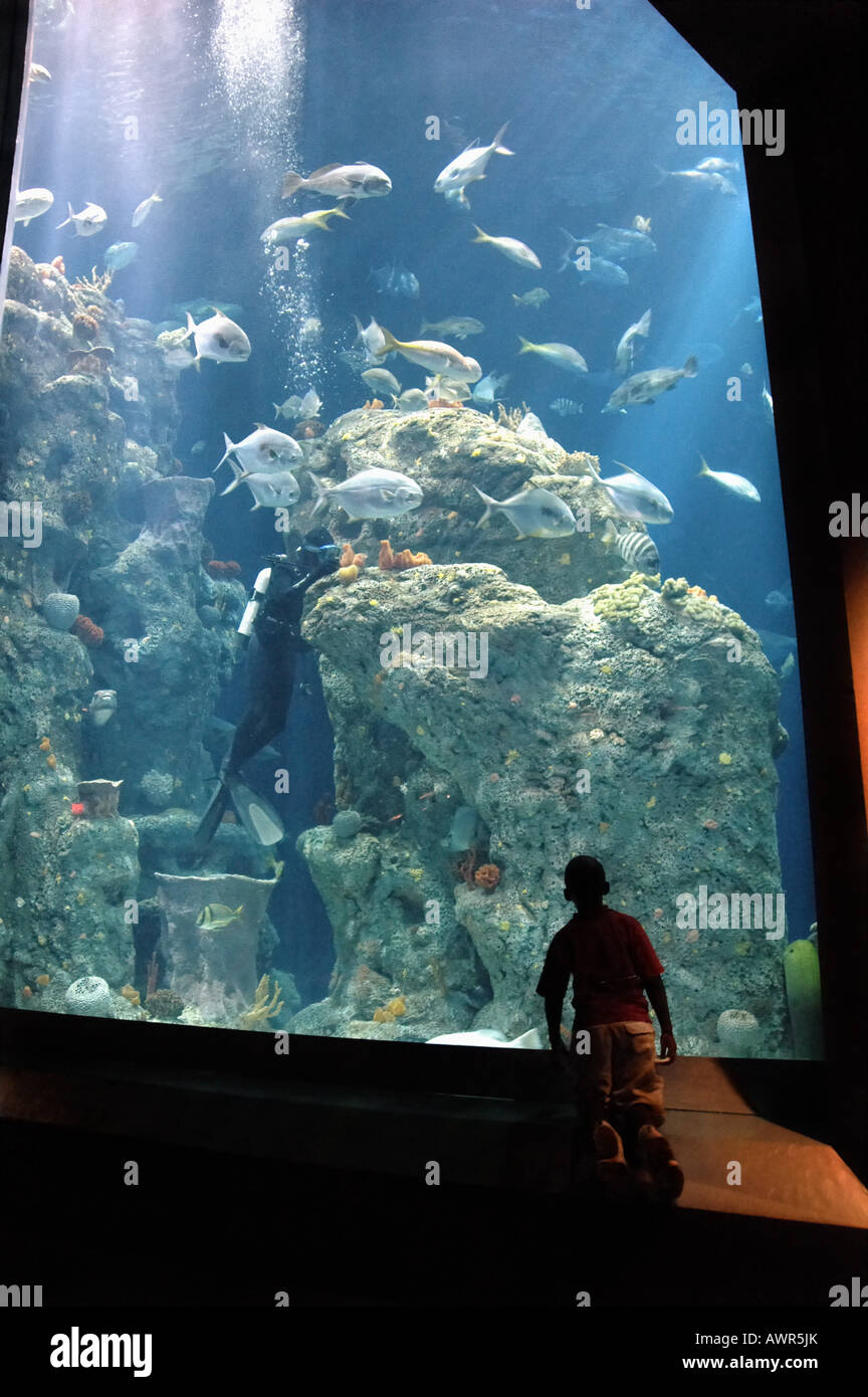 Charleston aquarium, south carolina hires stock photography and images