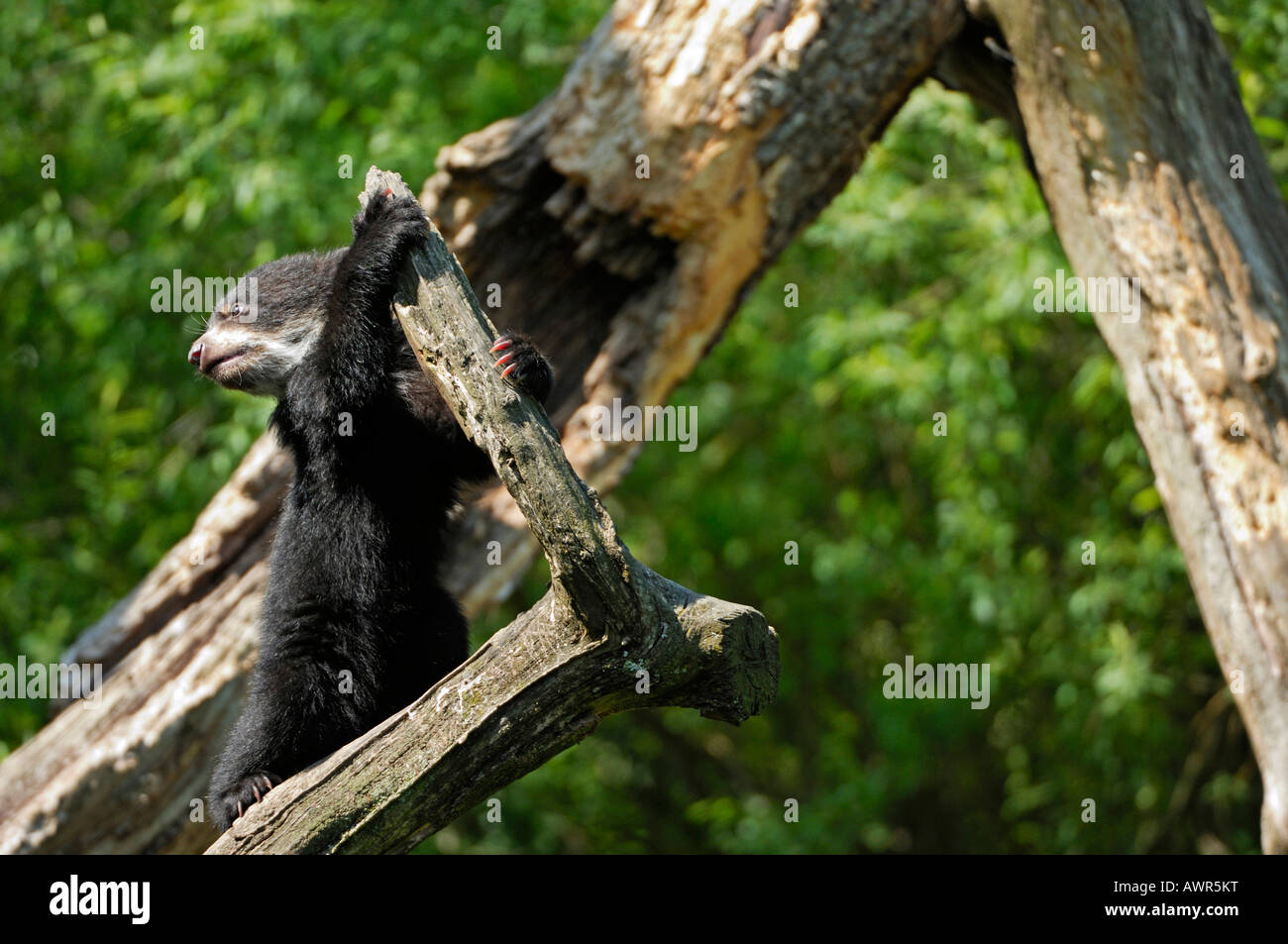 Young Spectacled Bear (Tremarctos ornatus) climbing, Zoo Zurich, Switzerland Stock Photo