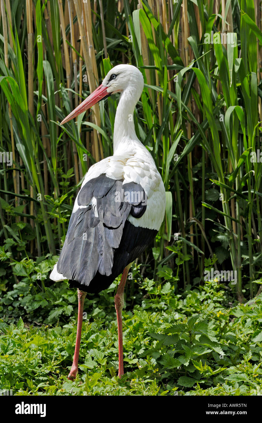 White Stork (Ciconia ciconia), Zurich Zoo, Zurich, Switzerland, Europe Stock Photo