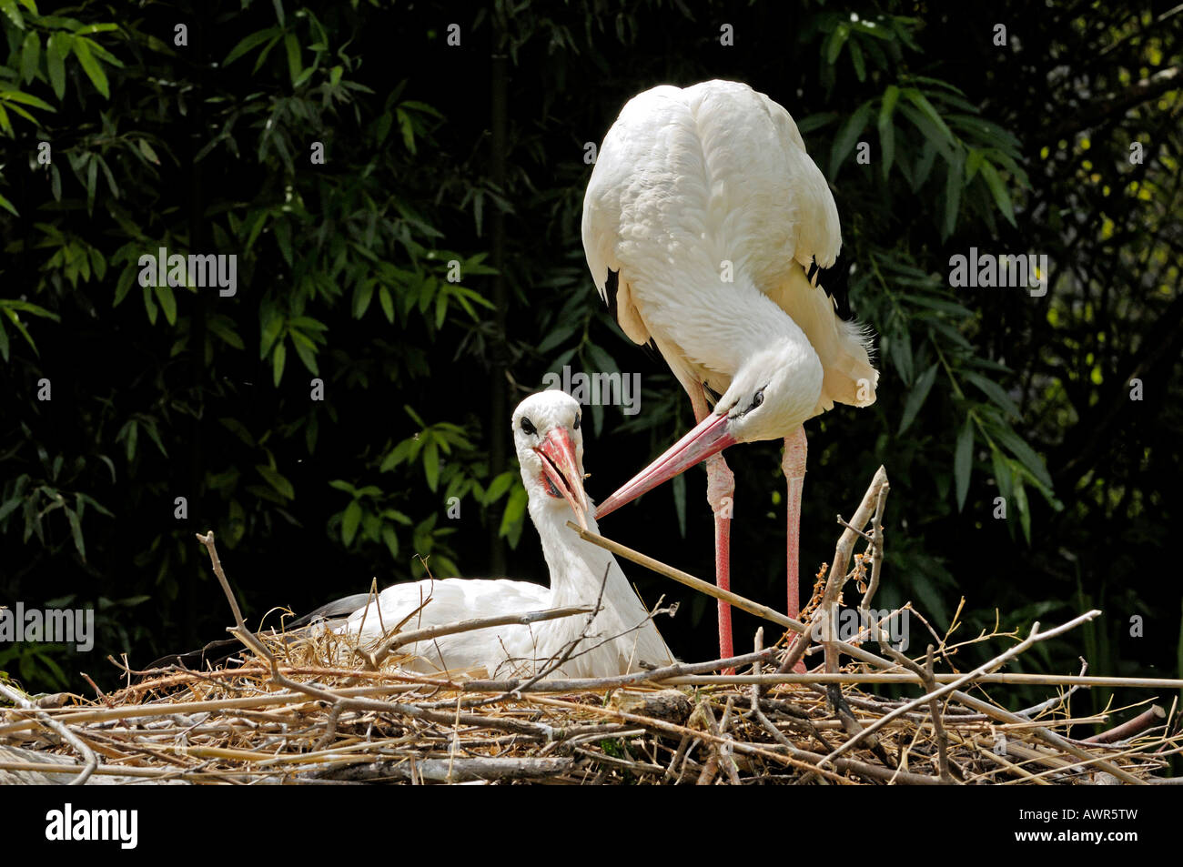 Affectionate white storks (Ciconia ciconia), Zurich Zoo, Zurich, Switzerland, Europe Stock Photo