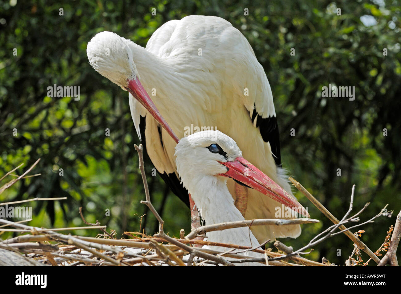 Affectionate White storks (Ciconia ciconia), Zurich Zoo, Zurich, Switzerland, Europe Stock Photo