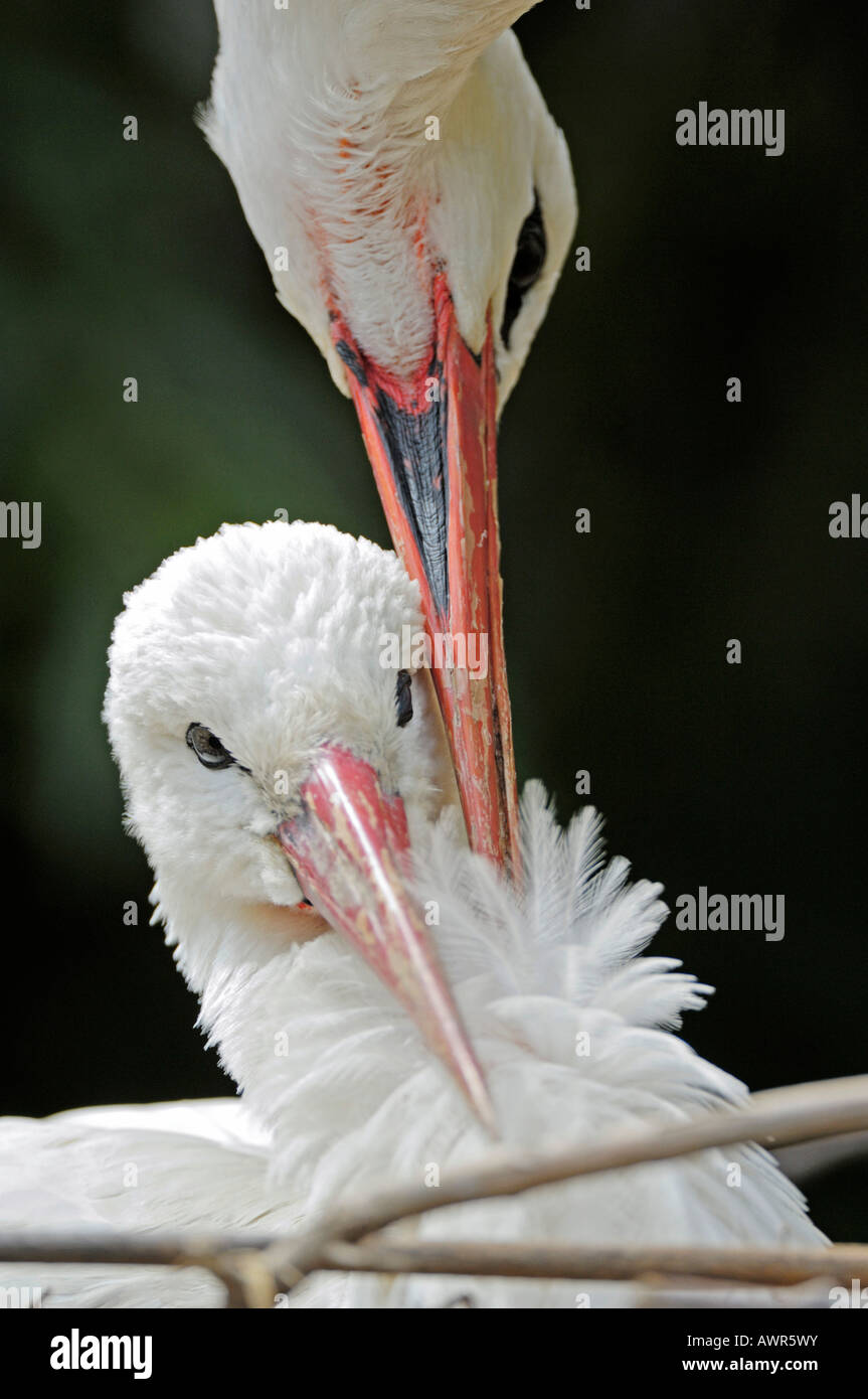 Affectionate white stork pair (Ciconia ciconia) nesting, Zurich Zoo
