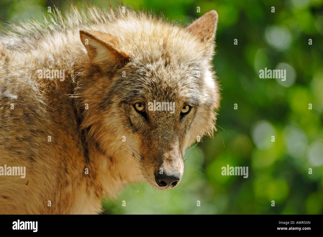 Mongolian Wolf (Canis lupus chanco) Stock Photo