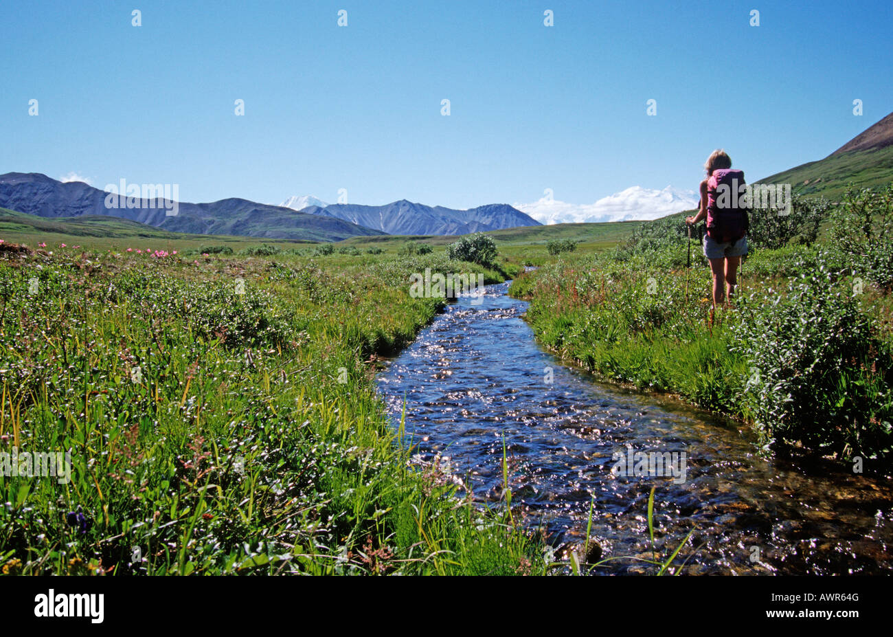 Hiking through Denali National Park, Mt. McKinley in background, Alaska, USA Stock Photo