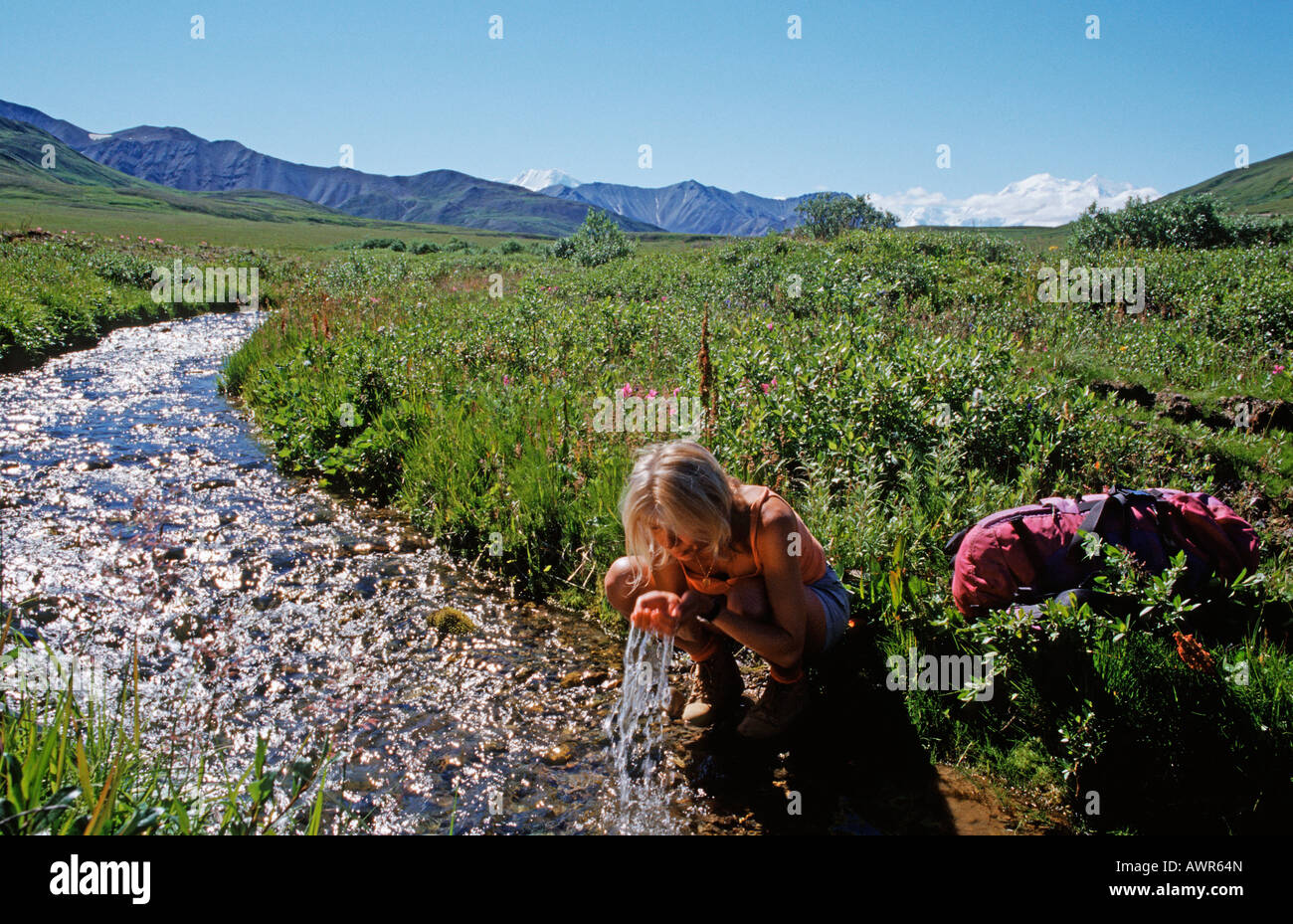 Cooling off in a cold mountain stream, Mt. McKinley in background, Denali National Park, Alaska, USA Stock Photo