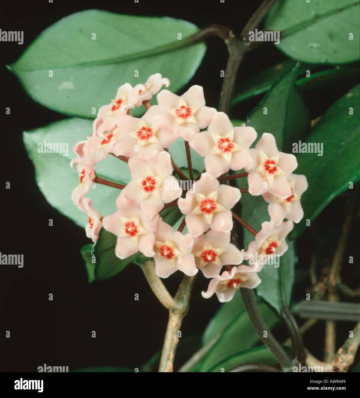 Hoya Hoya carnosa flower of climbing ornamental Stock Photo