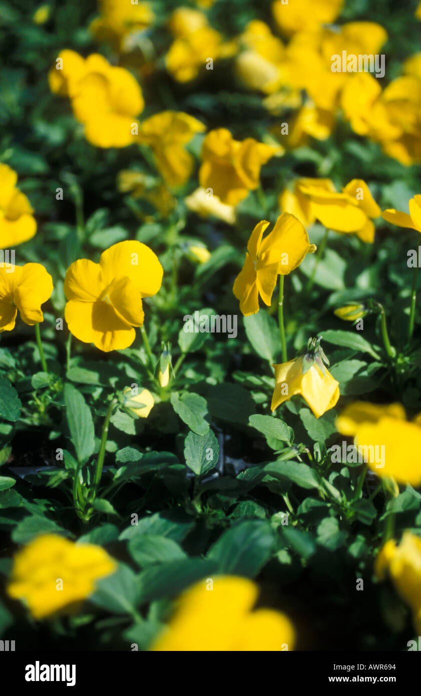 Pansies - Viola Pure Yellow Stock Photo