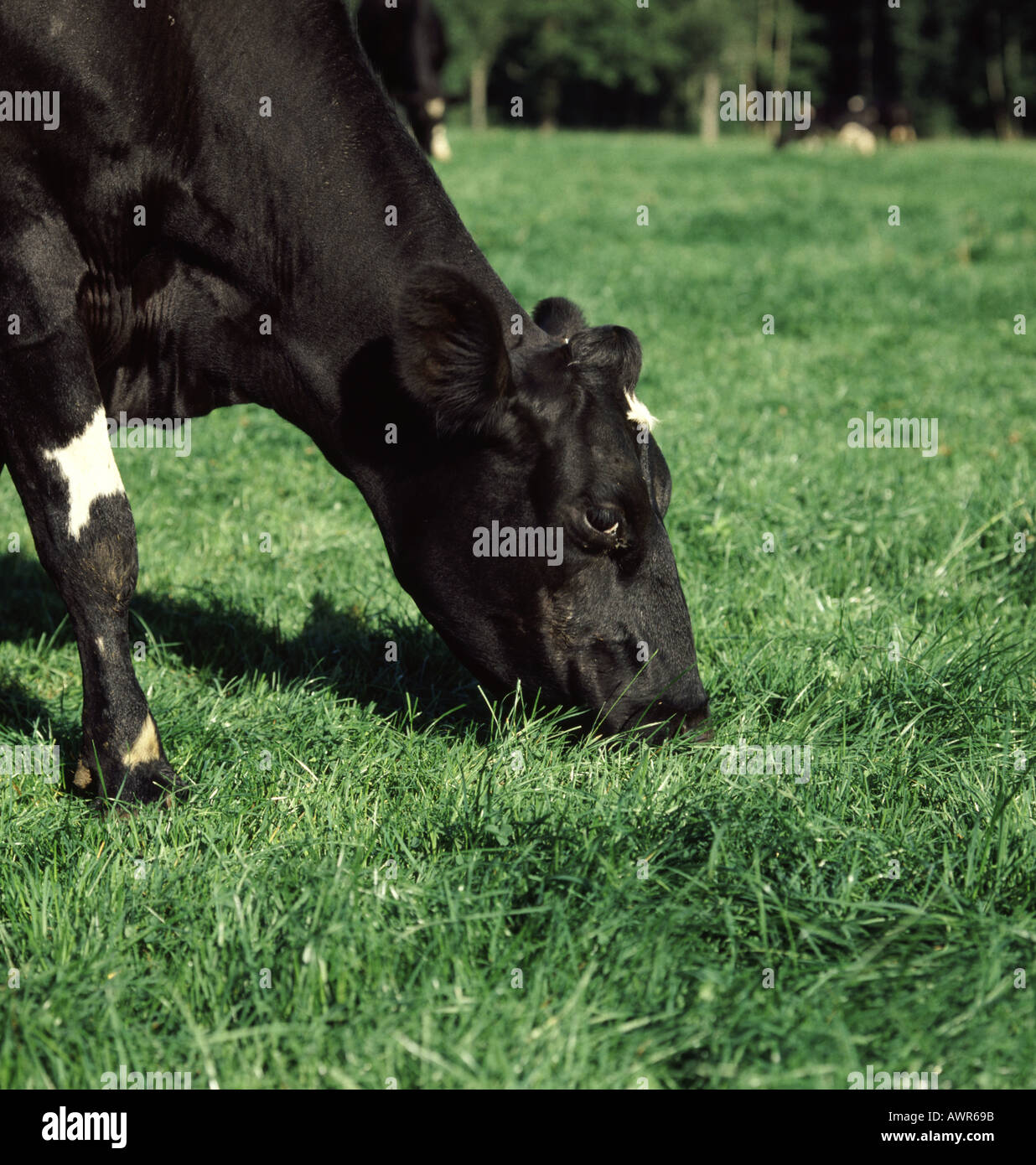 Friesian Cow grazing in lush green pasture close up of head Stock Photo ...