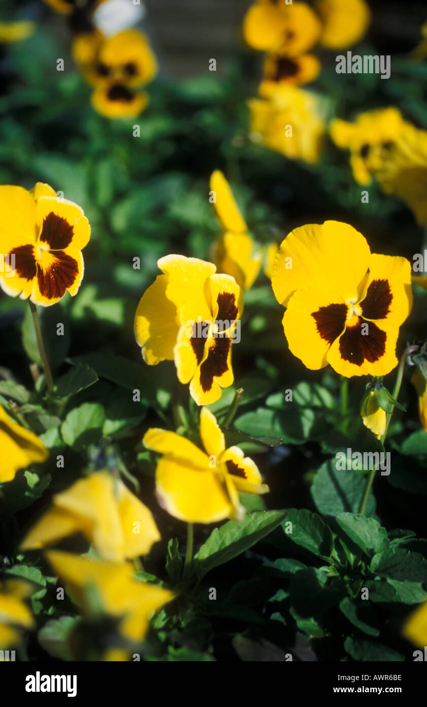 Pansies - Viola Yellow Blotch Stock Photo
