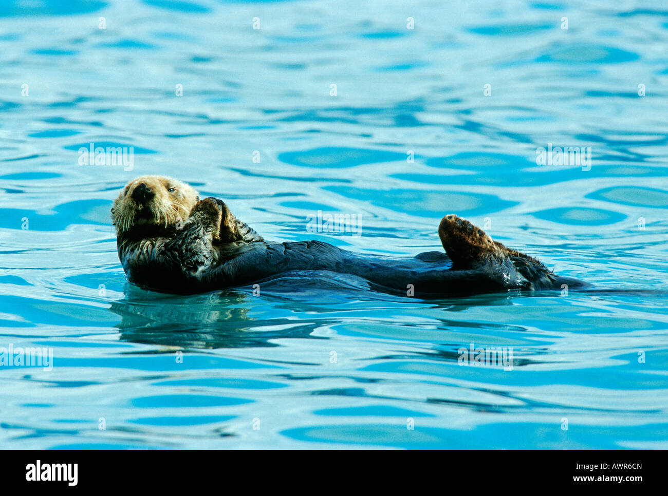 Sea Otter, Prince William Sound, Alaska, USA Stock Photo - Alamy