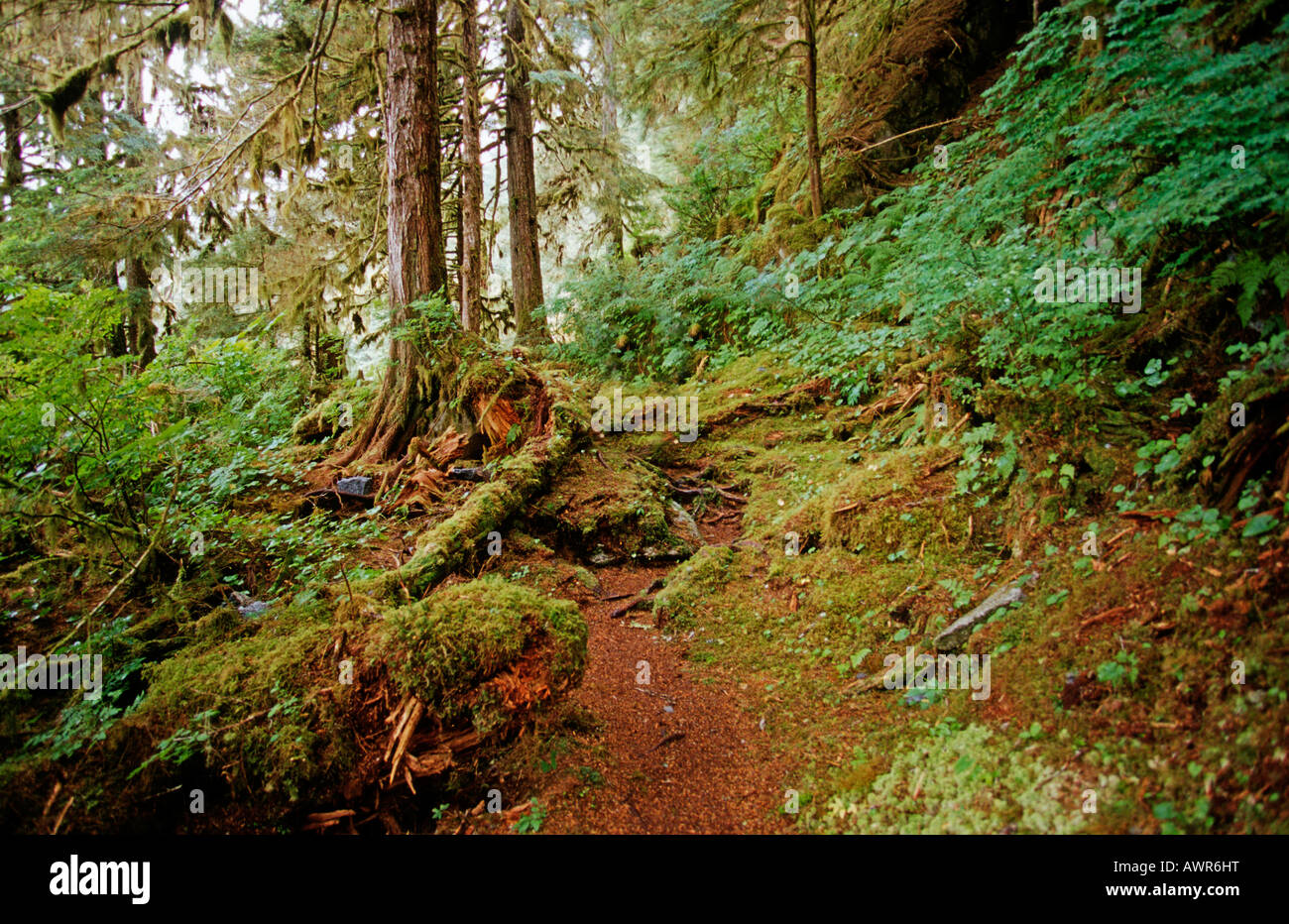 Tongass National Forest, the world's largest temperate rainforest, southeastern Alaska, USA Stock Photo