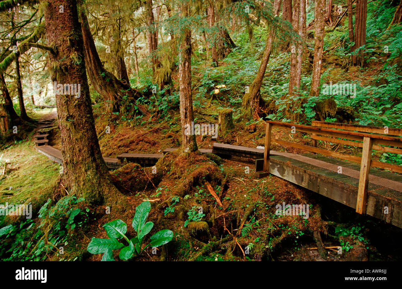 Footpath through Tongass National Forest, the world's largest temperate rainforest, southeastern Alaska, USA Stock Photo