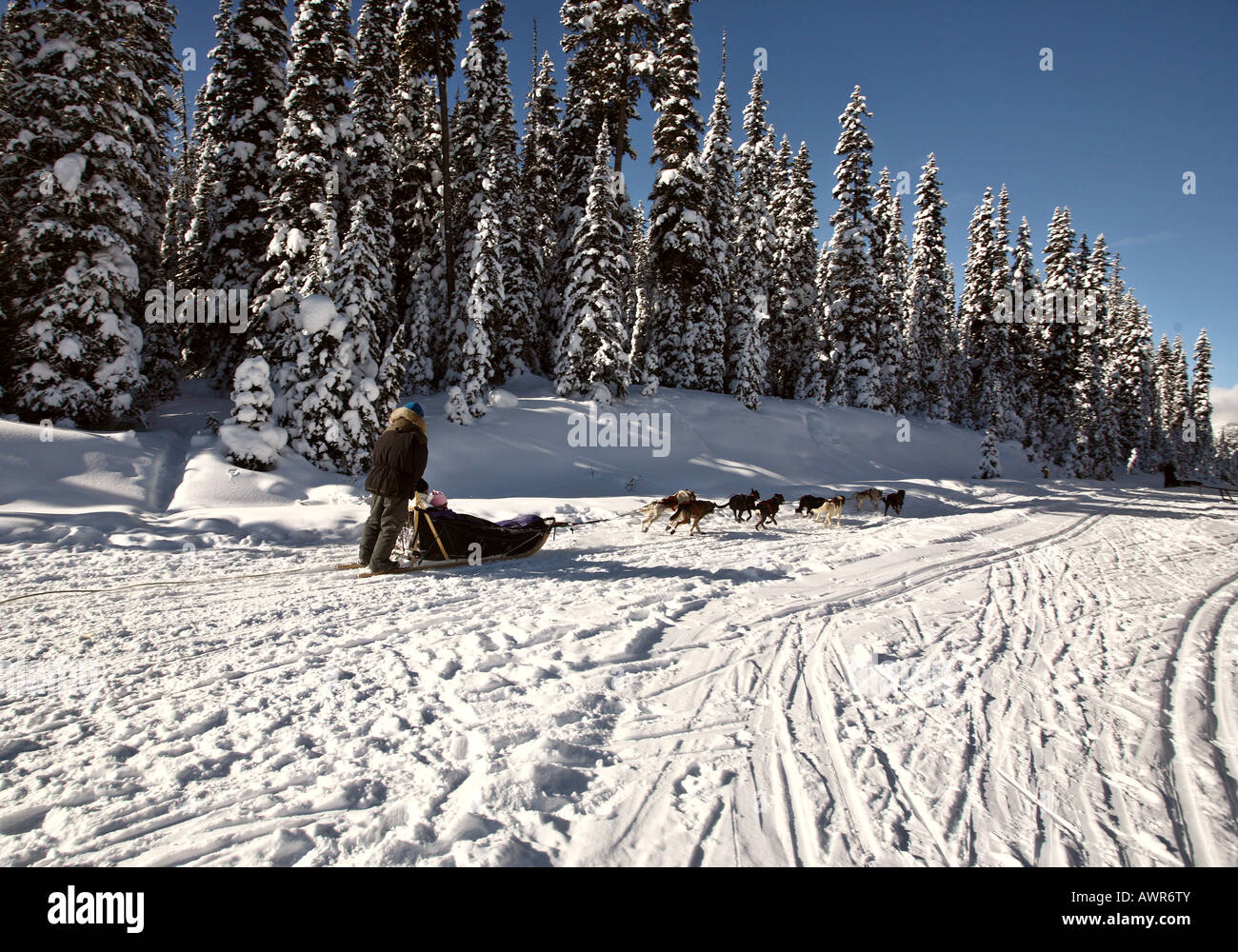 Dog sled racing in Alberta Stock Photo