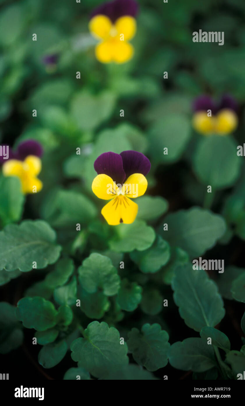 Pansies - Viola Yellow Jump Up Stock Photo
