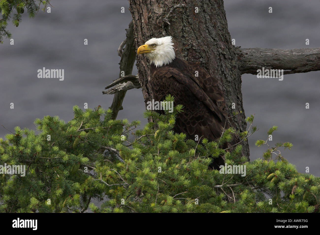 Bald Eagle Haliaeetus leucocephalus adult portrait sitting in tree close to nest side view to camera Stock Photo