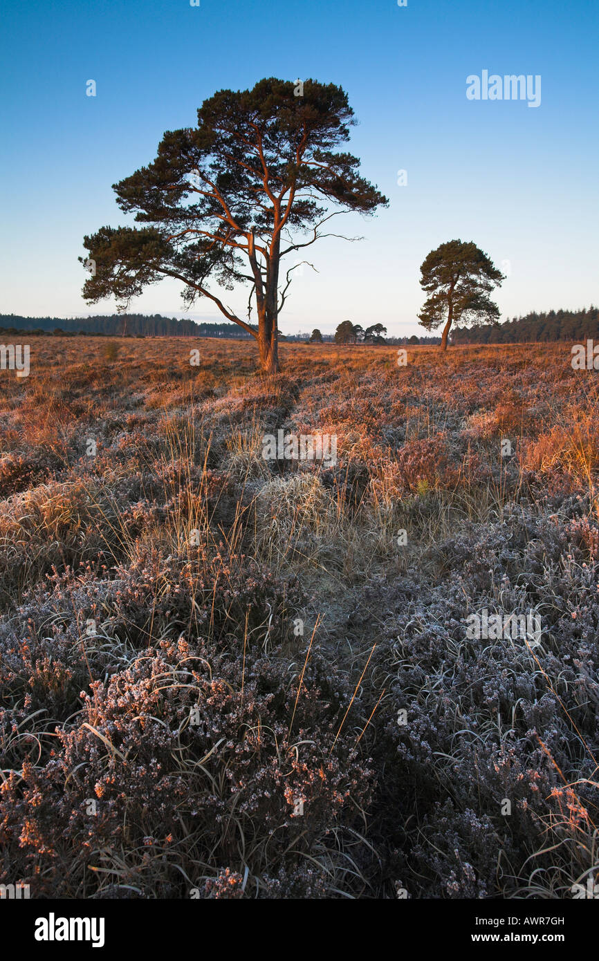 First light on a frosty Wilverley Plain, New Forest Stock Photo