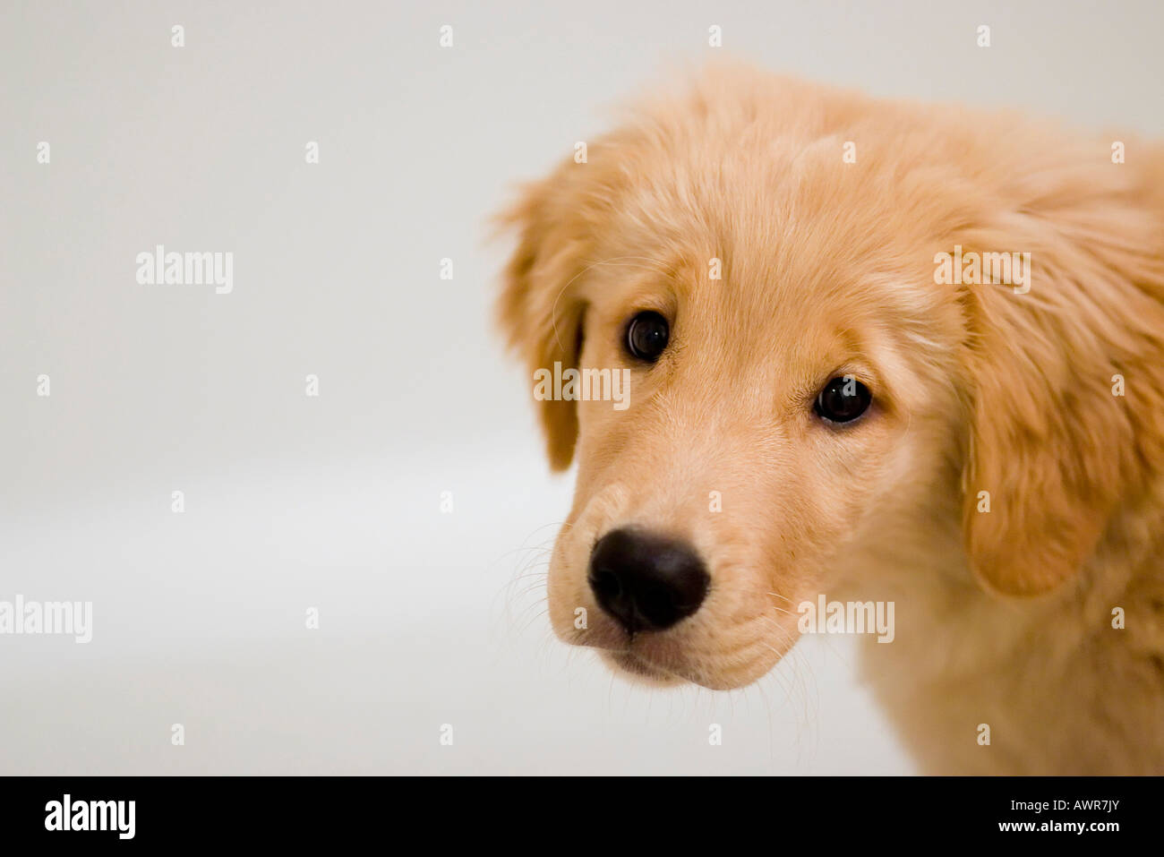 puppy golden retriever on white background Stock Photo - Alamy