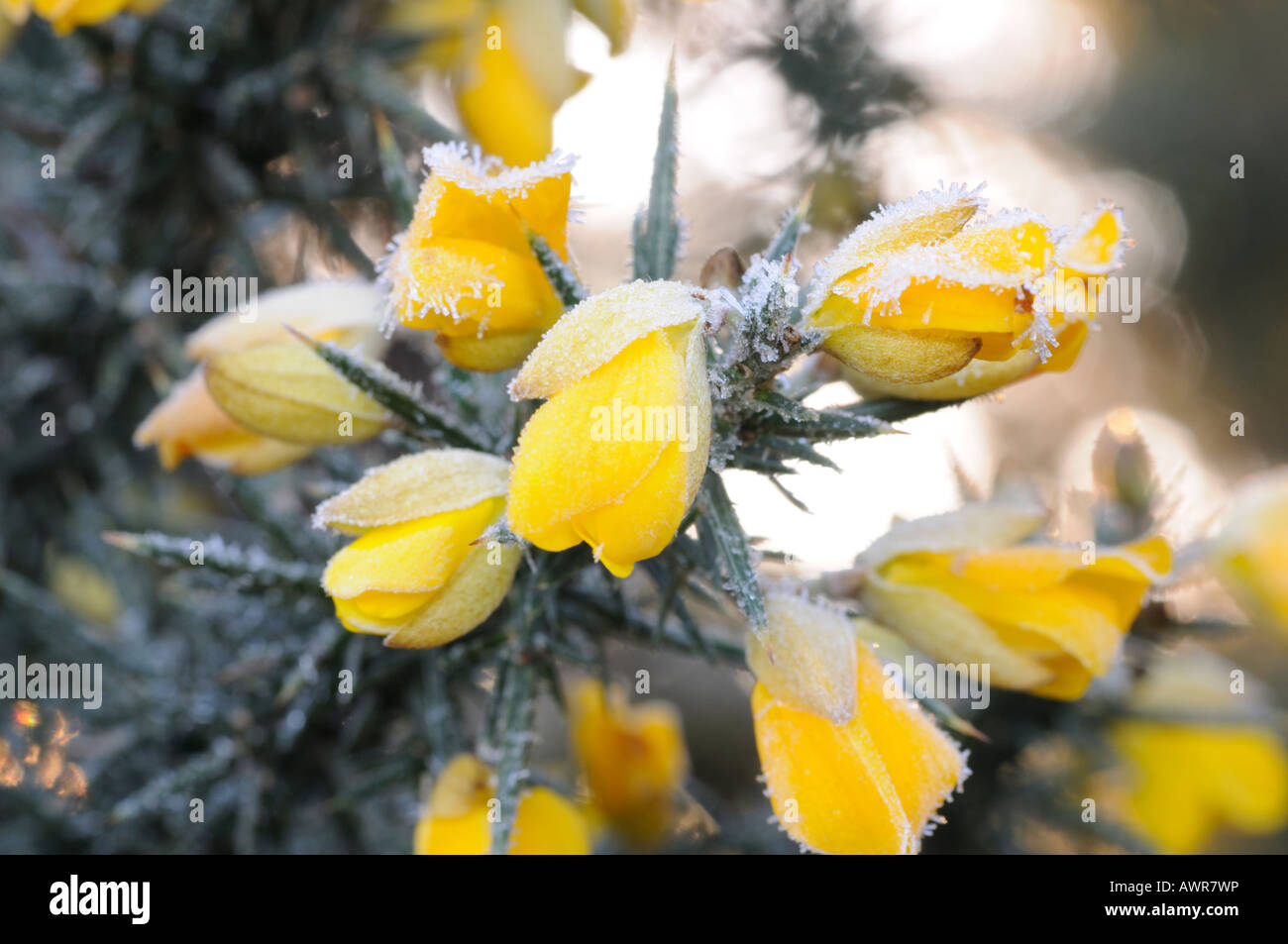 Yellow Gorse in winter frost Stock Photo