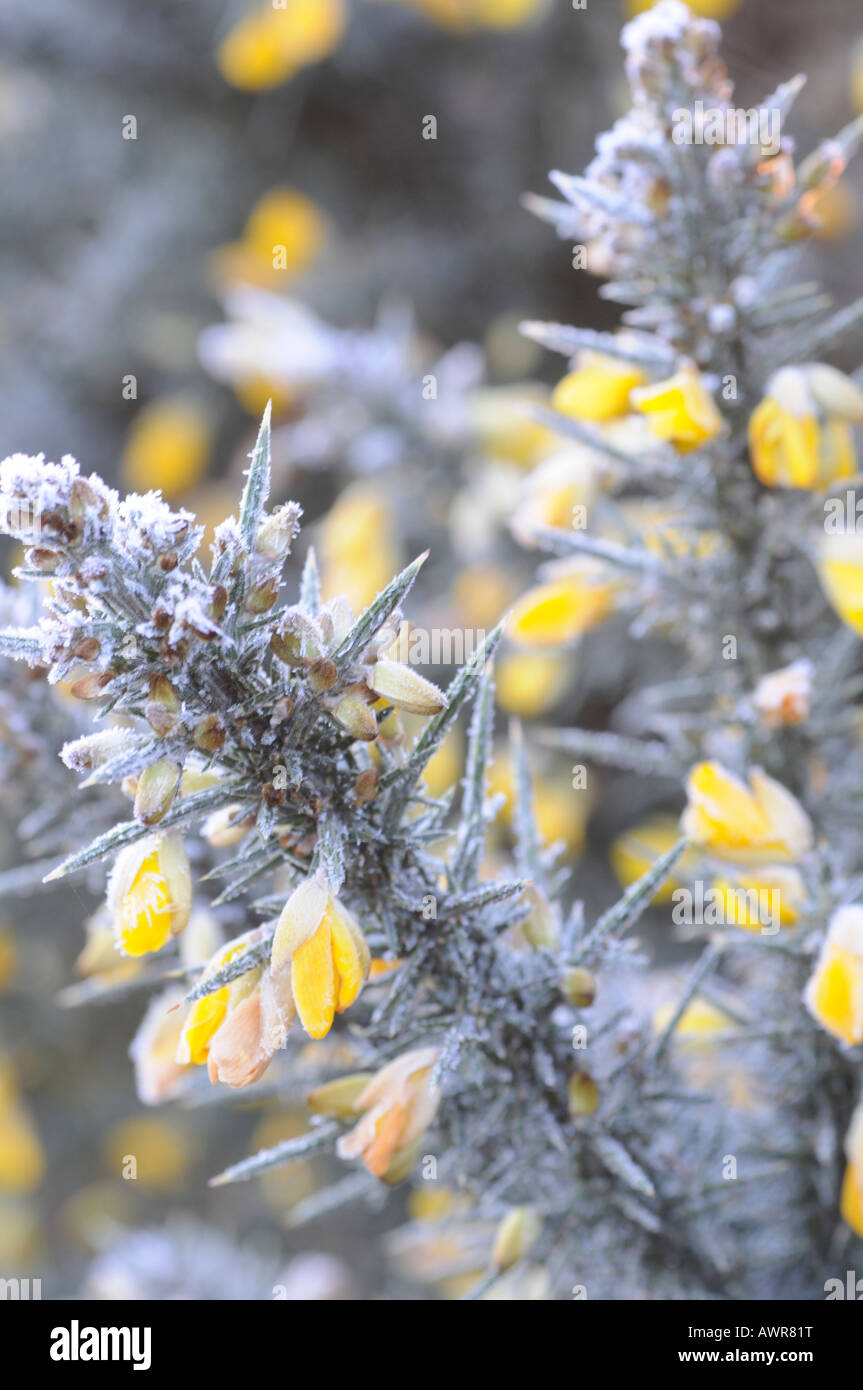 Gorse in winter frost Stock Photo
