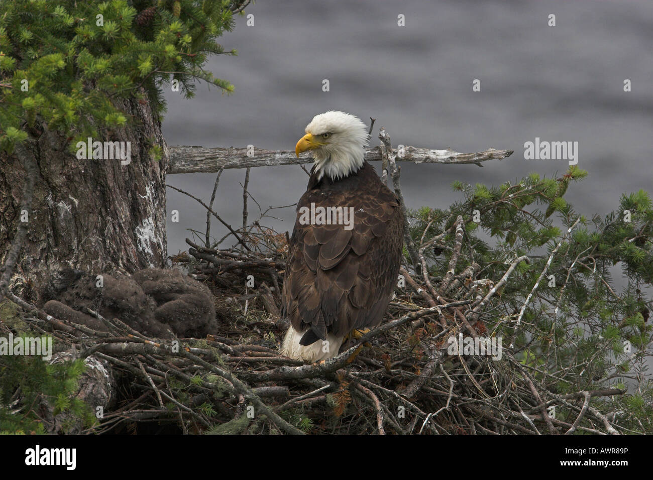 Bald Eagle Haliaeetus leucocephalus adult alert and protective on nest with two juveniles resting Stock Photo