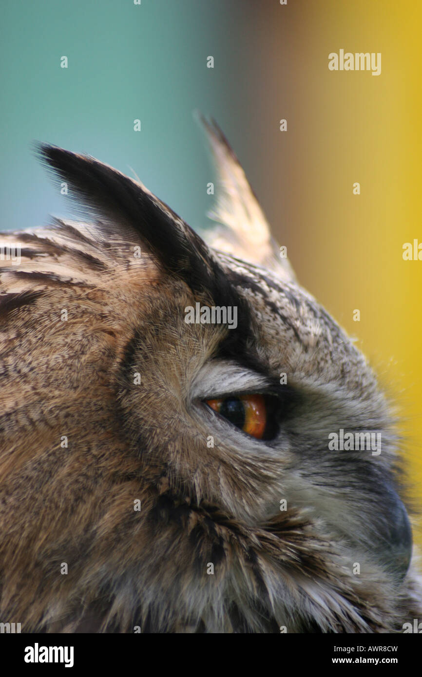 Eagle Owl 'ears' with blue and yellow background Stock Photo