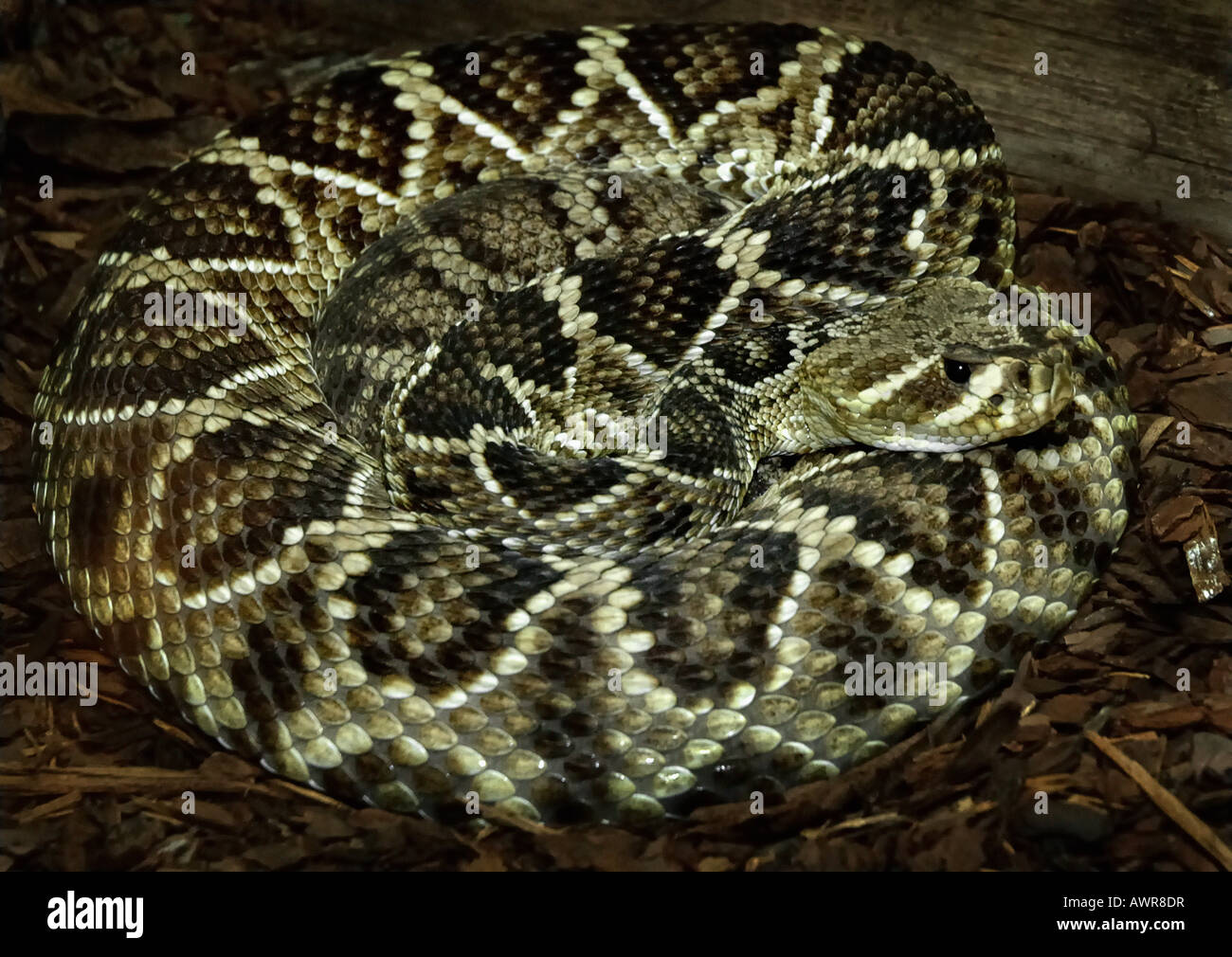 Large Eastern diamondback rattlesnake in a defensive coil Stock Photo