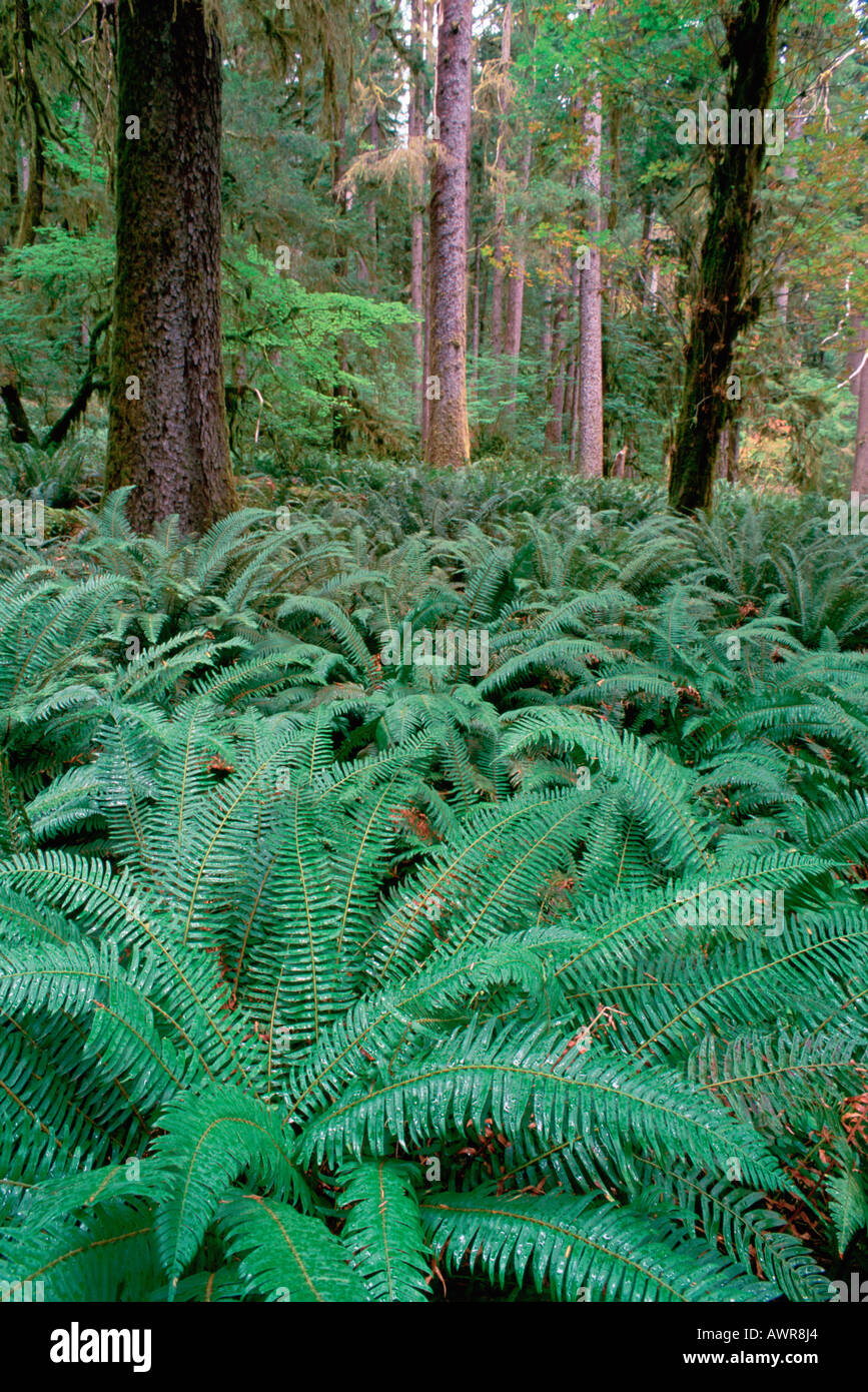 Hoh Rain Forest in Olympic National Park a Biosphere Reserve and World Heritage Site Washington United States Stock Photo