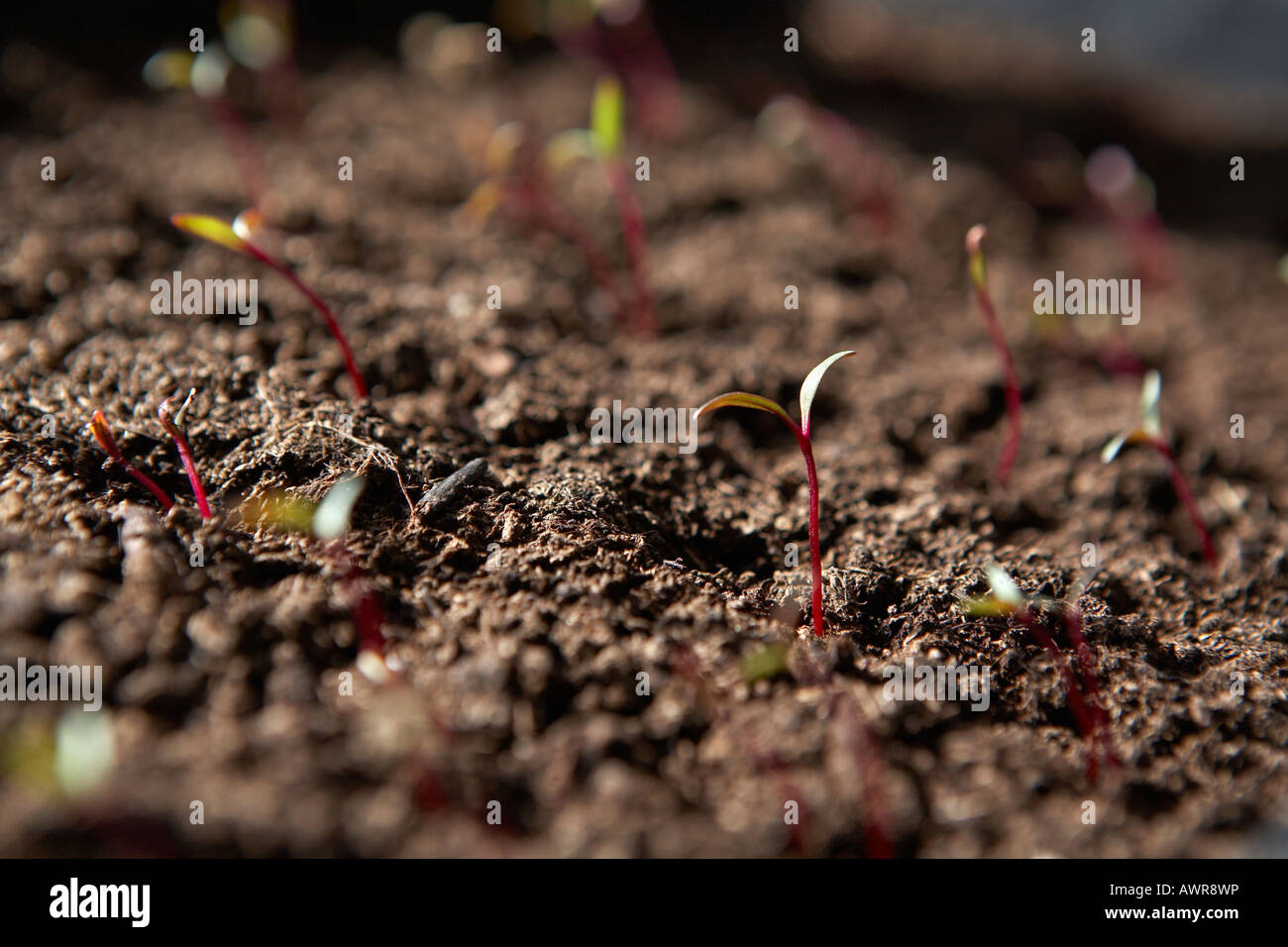Beetroot seedlings hires stock photography and images Alamy