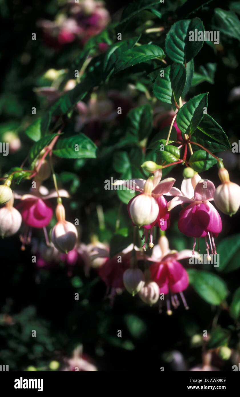 cosmic fuchsia stockx