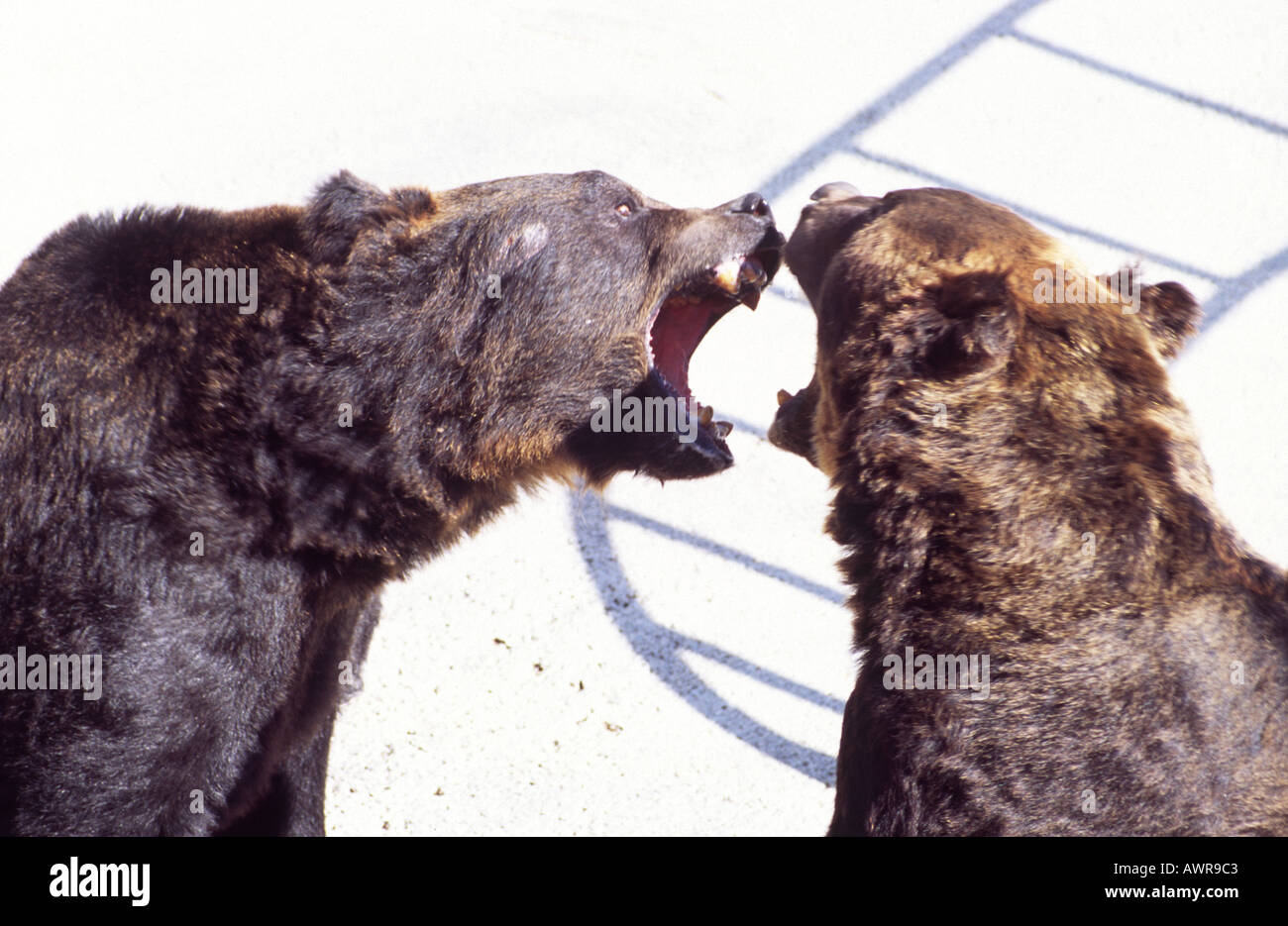 Captive brown bears fighting in worlds largest bear pit.  In  Cuddly Dominion, Aso Japan. Stock Photo