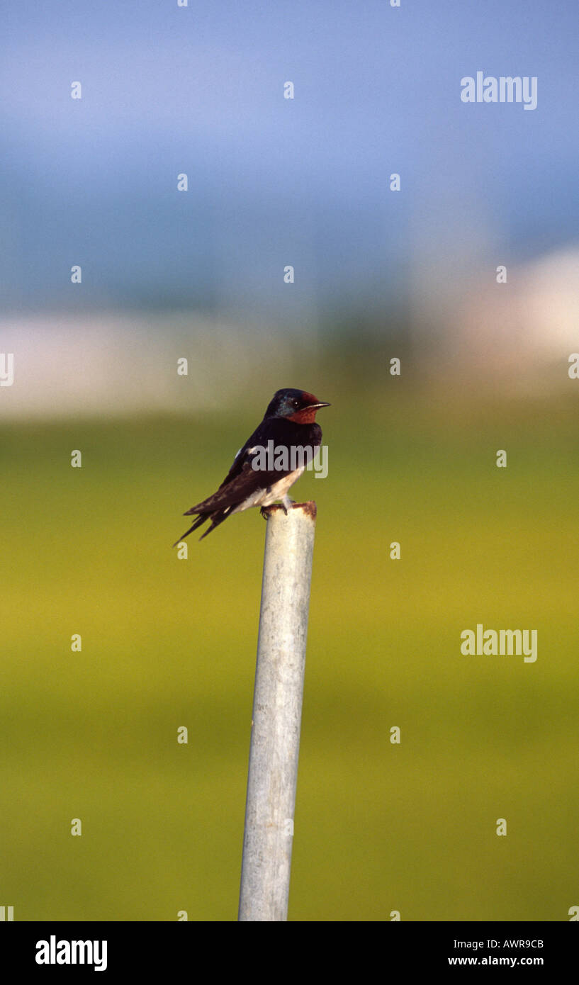House Swallow resting on a pole. Japan Stock Photo Alamy