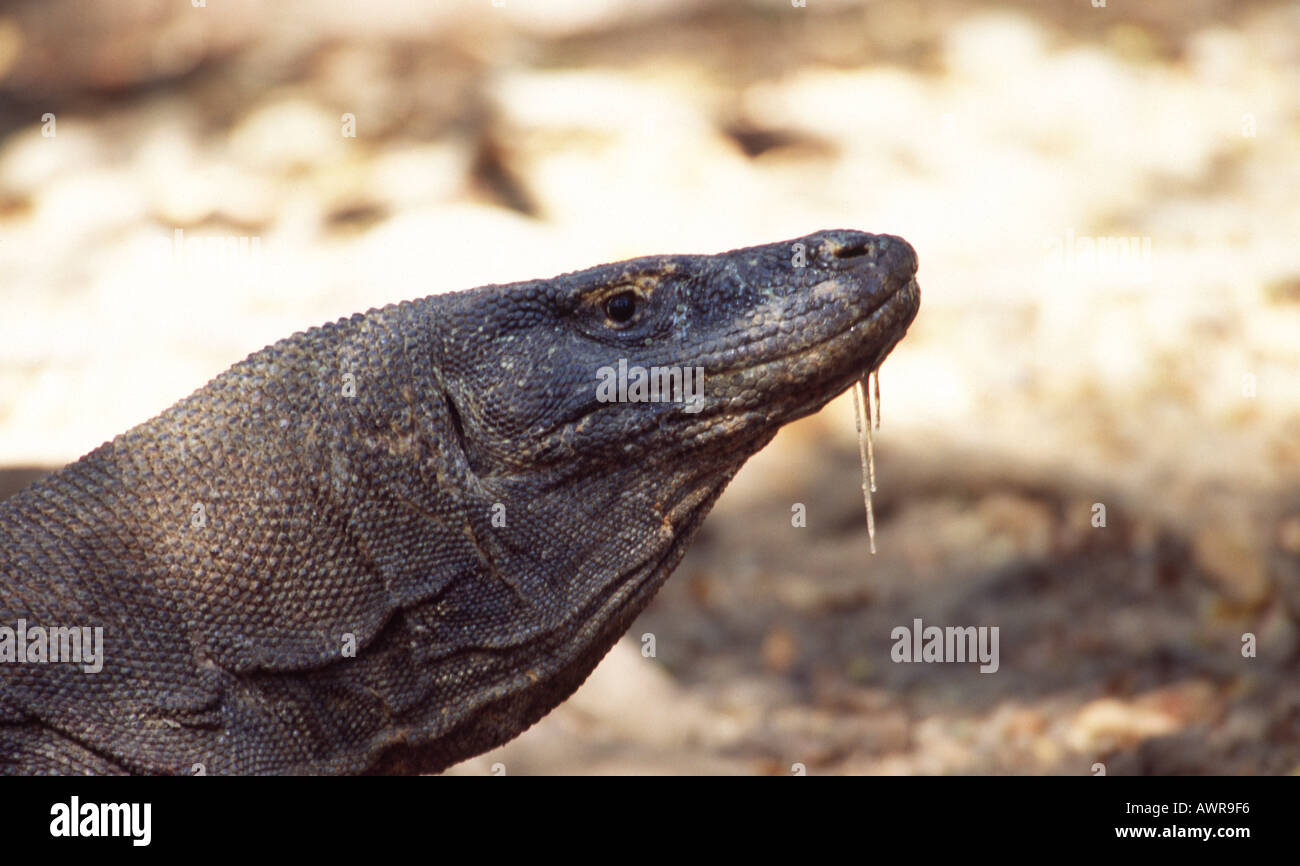 Komodo Dragon head with deadly saliva. Komodo National Park Indonesia. Stock Photo