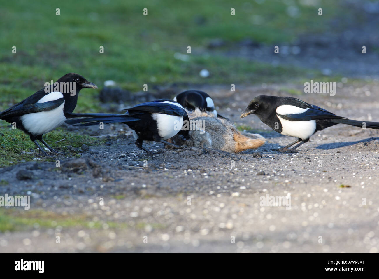 MAGPIE PICA PICA GROUP FEEDING AT DEAD RABBIT Stock Photo - Alamy