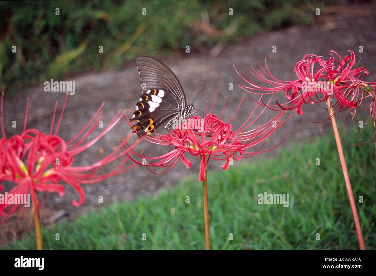 Butterfly on autumnal equinox flower. Japan. Stock Photo