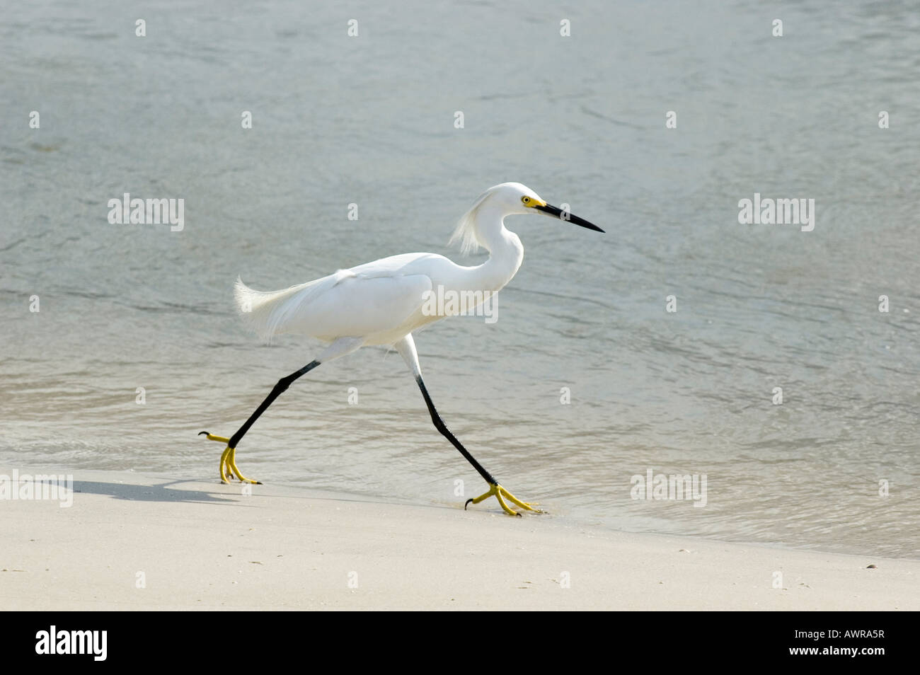 Heron walking on the beach Stock Photo