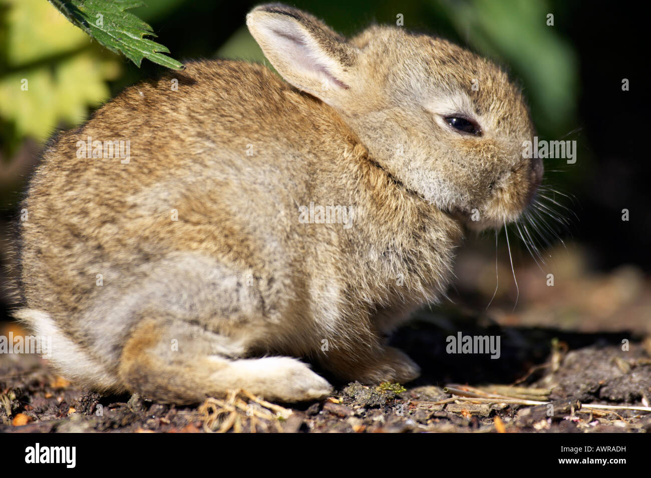 Recling Rabbit Rabbit sitting up hi-res stock photography and images - Alamy