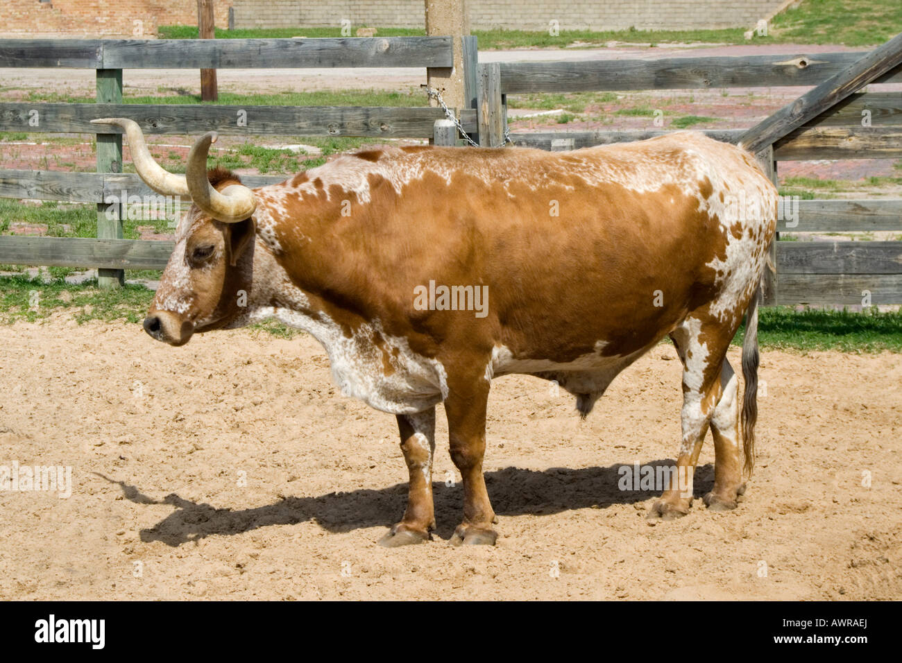 Brown white texas longhorn cow hi-res stock photography and images - Alamy