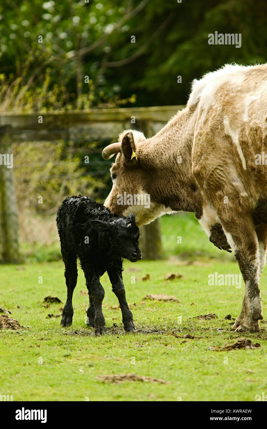 cow with calf cattle young birth animal breed breeding mother lick